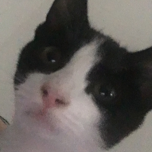 Meet your Posher, Tay - Picture 1 of 1